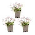 BLOOMIQUE - Lot de 3 - Gypsophila Repens Rosea - Gypsophile rampante rose - H. 10-20 cm - P. 9 cm - vignette