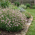 BLOOMIQUE - Lot de 3 - Gypsophila Repens Rosea - Gypsophile rampante rose - H. 10-20 cm - P. 9 cm - vignette