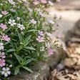 BLOOMIQUE - Lot de 3 - Gypsophila Repens Rosea - Gypsophile rampante rose - H. 10-20 cm - P. 9 cm - vignette