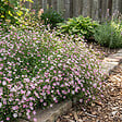 BLOOMIQUE - Lot de 3 - Gypsophila Repens Rosea - Gypsophile rampante rose - H. 10-20 cm - P. 9 cm - vignette