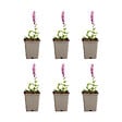 BLOOMIQUE - Lot de 6 - Sauge Sensation Deep Rose - Floraison rose - Rustique - Vivace - P. 9 cm - vignette