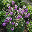 BLOOMIQUE - Lot de 3 - Hesperis Matronalis 'Violet' - Julienne des dames - H. 10-20 cm - P. 9 cm - vignette