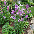 BLOOMIQUE - Lot de 3 - Hesperis Matronalis 'Violet' - Julienne des dames - H. 10-20 cm - P. 9 cm - vignette