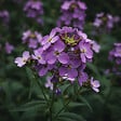 BLOOMIQUE - Lot de 3 - Hesperis Matronalis 'Violet' - Julienne des dames - H. 10-20 cm - P. 9 cm - vignette