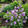 BLOOMIQUE - Lot de 3 - Hesperis Matronalis 'Violet' - Julienne des dames - H. 10-20 cm - P. 9 cm - vignette