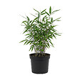 BLOOMIQUE - Fargesia Blue - Bambou bleu - Non rampant - Rustique - Plante haie - 20-40 cm haut - Pot 14 cm - vignette
