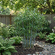 BLOOMIQUE - Fargesia Blue - Bambou bleu - Non rampant - Rustique - Plante haie - 20-40 cm haut - Pot 14 cm - vignette
