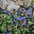 BLOOMIQUE - Lot de 6 - Ceratostigma plumbaginoides - Dentelaire de Chine - H. 10-20 cm - P. 9 cm - vignette
