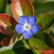 BLOOMIQUE - Lot de 6 - Ceratostigma plumbaginoides - Dentelaire de Chine - H. 10-20 cm - P. 9 cm - vignette