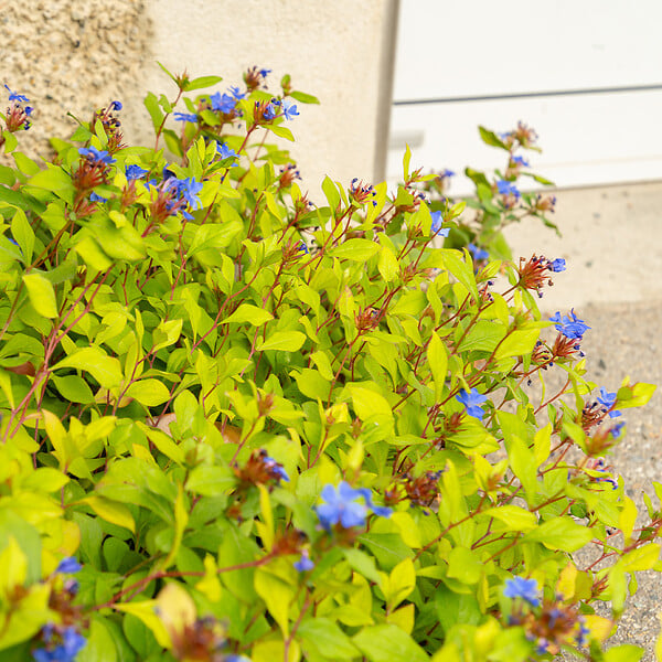 BLOOMIQUE - Lot de 6 - Ceratostigma plumbaginoides - Dentelaire de Chine - H. 10-20 cm - P. 9 cm - large