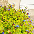 BLOOMIQUE - Lot de 6 - Ceratostigma plumbaginoides - Dentelaire de Chine - H. 10-20 cm - P. 9 cm - vignette