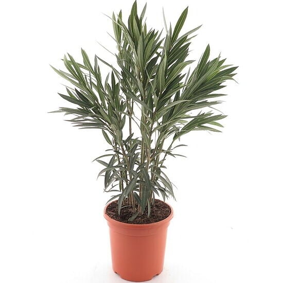BLOOMIQUE - Laurier-rose (Nerium oleander) - Fleurs blanches - Plantes jardin - Plantes terrasse - P. 26 cm - large
