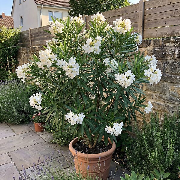 BLOOMIQUE - Laurier-rose (Nerium oleander) - Fleurs blanches - Plantes jardin - Plantes terrasse - P. 26 cm - large