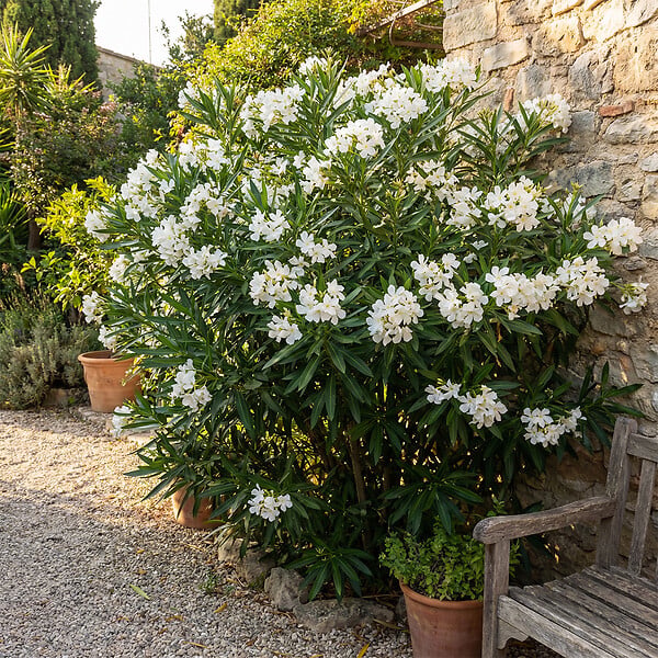 BLOOMIQUE - Laurier-rose (Nerium oleander) - Fleurs blanches - Plantes jardin - Plantes terrasse - P. 26 cm - large