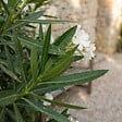 BLOOMIQUE - Laurier-rose (Nerium oleander) - Fleurs blanches - Plantes jardin - Plantes terrasse - P. 26 cm - vignette