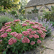 BLOOMIQUE - Lot de 6 - Sedum 'Herbstfreude' - Orpin - Plante succulente vivace rustique - H. 10-20 cm - P. 9 cm - vignette