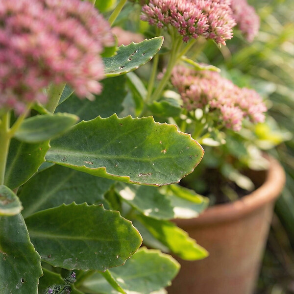 BLOOMIQUE - Lot de 6 - Sedum 'Herbstfreude' - Orpin - Plante succulente vivace rustique - H. 10-20 cm - P. 9 cm - large