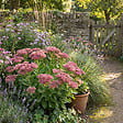 BLOOMIQUE - Lot de 6 - Sedum 'Herbstfreude' - Orpin - Plante succulente vivace rustique - H. 10-20 cm - P. 9 cm - vignette