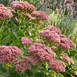 BLOOMIQUE - Lot de 6 - Sedum 'Herbstfreude' - Orpin - Plante succulente vivace rustique - H. 10-20 cm - P. 9 cm - vignette