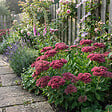 BLOOMIQUE - Lot de 6 - Sedum 'Herbstfreude' - Orpin - Plante succulente vivace rustique - H. 10-20 cm - P. 9 cm - vignette