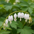 BLOOMIQUE - Lot de 6 - Dicentra Spectabilis Alba - Cœur saignant blanc - H. 10-20 cm - P. 9 cm - vignette