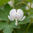BLOOMIQUE - Lot de 6 - Dicentra Spectabilis Alba - Cœur saignant blanc - H. 10-20 cm - P. 9 cm - vignette