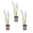 BLOOMIQUE - Lot de 3 - Nepeta Walker's Low - Cataire - Rustique - Vivace - Mellifère - P. 9 cm - vignette