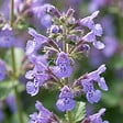 BLOOMIQUE - Lot de 3 - Nepeta Walker's Low - Cataire - Rustique - Vivace - Mellifère - P. 9 cm - vignette