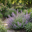 BLOOMIQUE - Lot de 3 - Nepeta Walker's Low - Cataire - Rustique - Vivace - Mellifère - P. 9 cm - vignette