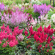 BLOOMIQUE - Lot de 3 - Astilbe Fanal - Fausse spirée - Plante de Jardin - H. 10-20 cm - P. 9 cm - vignette