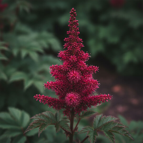BLOOMIQUE - Lot de 3 - Astilbe Fanal - Fausse spirée - Plante de Jardin - H. 10-20 cm - P. 9 cm - large