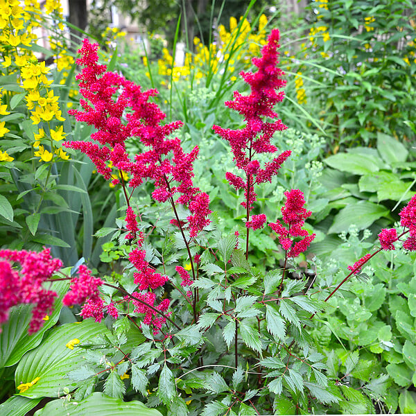BLOOMIQUE - Lot de 3 - Astilbe Fanal - Fausse spirée - Plante de Jardin - H. 10-20 cm - P. 9 cm - large