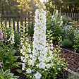BLOOMIQUE - Lot de 6 - Delphinium Magic Fountains Pure White - Pied-d'alouette - H. 10-20 cm - P. 9 cm - vignette