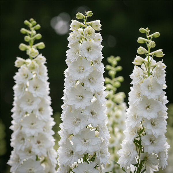 BLOOMIQUE - Lot de 6 - Delphinium Magic Fountains Pure White - Pied-d'alouette - H. 10-20 cm - P. 9 cm - large