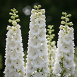 BLOOMIQUE - Lot de 6 - Delphinium Magic Fountains Pure White - Pied-d'alouette - H. 10-20 cm - P. 9 cm - vignette
