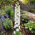 BLOOMIQUE - Lot de 6 - Delphinium Magic Fountains Pure White - Pied-d'alouette - H. 10-20 cm - P. 9 cm - vignette