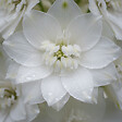 BLOOMIQUE - Lot de 6 - Delphinium Magic Fountains Pure White - Pied-d'alouette - H. 10-20 cm - P. 9 cm - vignette
