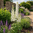 BLOOMIQUE - Lot de 6 - Delphinium Magic Fountains Pure White - Pied-d'alouette - H. 10-20 cm - P. 9 cm - vignette