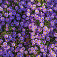 BLOOMIQUE - Lot de 3 - Aster ‘Professor Anton Kippenberg’ - Aster - Floraison abondante - H. 10-20 cm - P. 9 cm - vignette