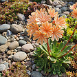 BLOOMIQUE - Lot de 3 - Lewisia Cotyledon Elise - Léwisie - Floraison abondante - H. 10-20 cm - P. 9 cm - vignette
