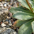 BLOOMIQUE - Lot de 3 - Lewisia Cotyledon Elise - Léwisie - Floraison abondante - H. 10-20 cm - P. 9 cm - vignette