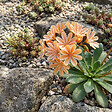 BLOOMIQUE - Lot de 3 - Lewisia Cotyledon Elise - Léwisie - Floraison abondante - H. 10-20 cm - P. 9 cm - vignette