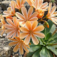 BLOOMIQUE - Lot de 3 - Lewisia Cotyledon Elise - Léwisie - Floraison abondante - H. 10-20 cm - P. 9 cm - vignette