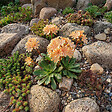 BLOOMIQUE - Lot de 3 - Lewisia Cotyledon Elise - Léwisie - Floraison abondante - H. 10-20 cm - P. 9 cm - vignette