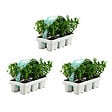 BLOOMIQUE - Lot de 3 - Ilex crenata Jenny - Houx japonais - Feuillage Persistant - Rustique - H. 10-20 cm - vignette