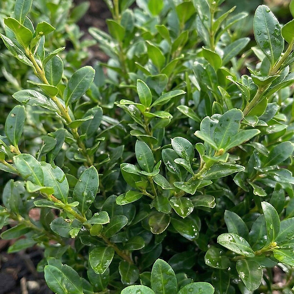 BLOOMIQUE - Lot de 3 - Ilex crenata Jenny - Houx japonais - Feuillage Persistant - Rustique - H. 10-20 cm - large