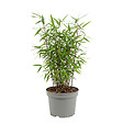 BLOOMIQUE - Fargesia Red Dragon - Bambou rouge - Non envahissant - Rustique - Persistant - P. 17 cm - vignette