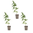 BLOOMIQUE - Lot de 3 - Phlox ‘David’ - Rustique - Vivace - Fleurs blanches - Hauteur 10-20 cm - Pot 9 cm - vignette