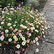 BLOOMIQUE - Lot de 3 - Erigeron karvinskianus - Vergerette des murailles - H. 10-20 cm - P. 9 cm - vignette
