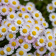 BLOOMIQUE - Lot de 3 - Erigeron karvinskianus - Vergerette des murailles - H. 10-20 cm - P. 9 cm - vignette